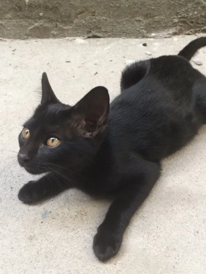 Gato ra a SRD idade 2 a 6 meses nome Não tem nome