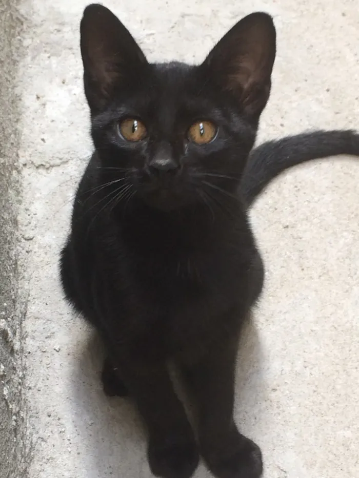 Gato ra a SRD idade 2 a 6 meses nome Não tem nome
