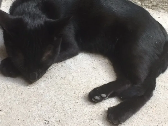 Gato ra a SRD idade 2 a 6 meses nome Não tem nome