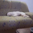 Tammy 
