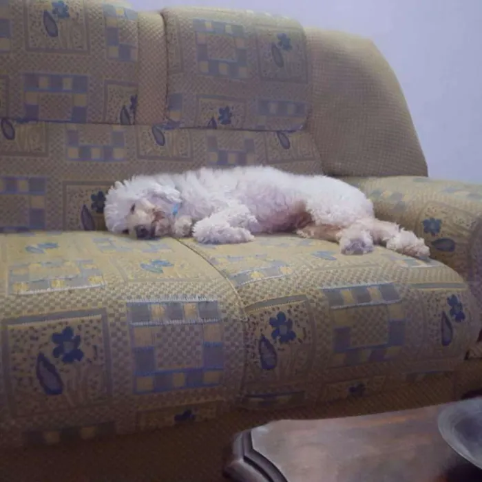 Cachorro ra a Poddle porte medio idade 6 ou mais anos nome Tammy 