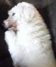 Tammy 