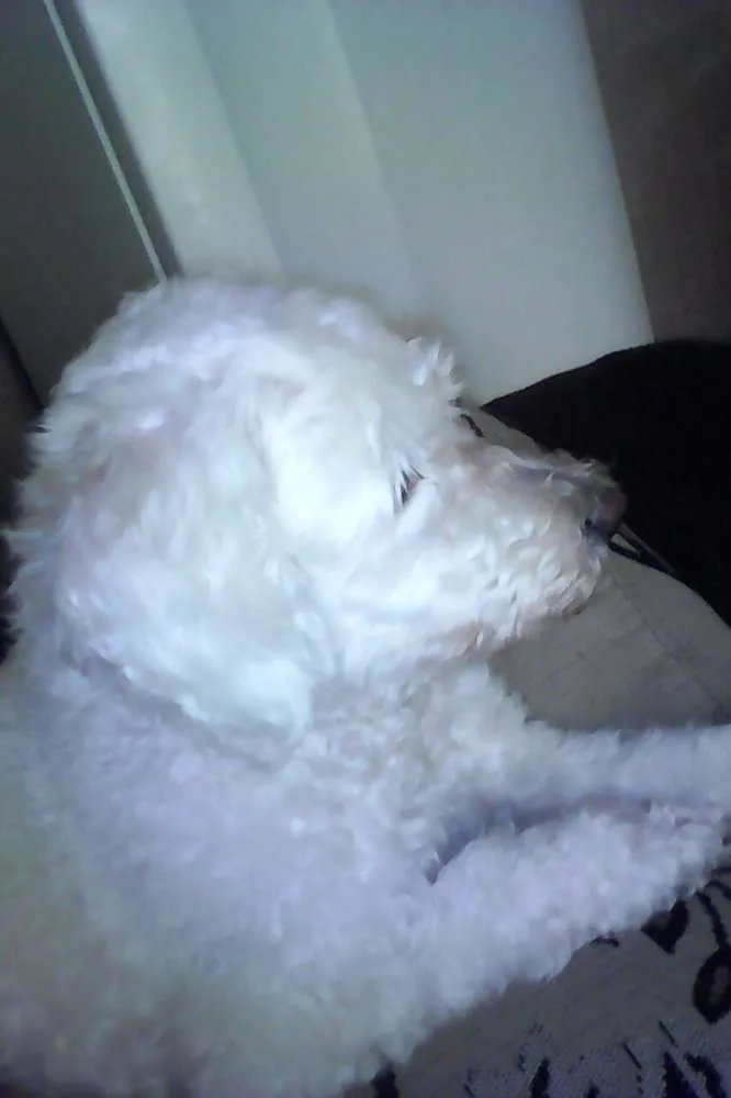 Cachorro ra a Poddle porte medio idade 6 ou mais anos nome Tammy 