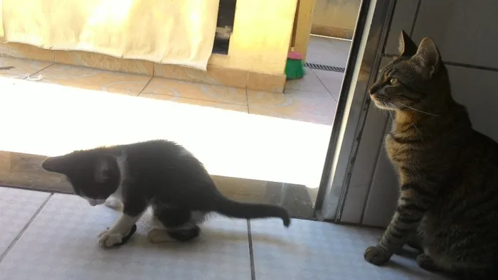 Gato ra a  idade Abaixo de 2 meses nome Flora