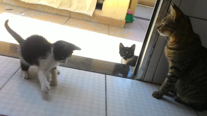 Gato ra a  idade Abaixo de 2 meses nome Flora