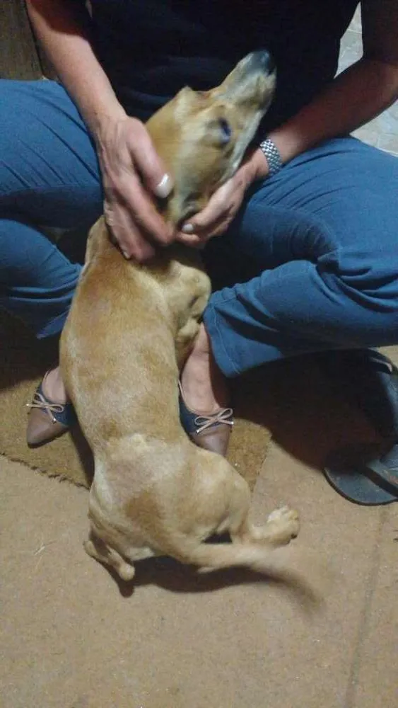 Cachorro raça Viralata idade 7 a 11 meses nome Lisa
