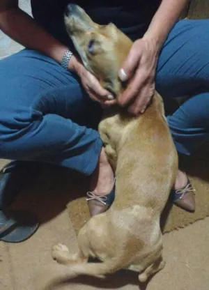 Cachorro raça Viralata idade 7 a 11 meses nome Lisa