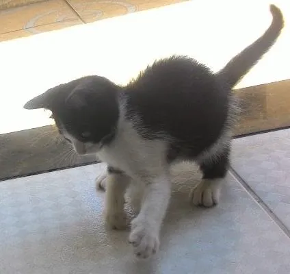 Gato ra a  idade Abaixo de 2 meses nome Flora