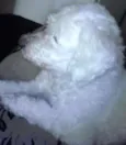Tammy
