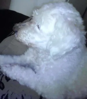 Cachorro raça Poodle idade 6 ou mais anos nome Tammy