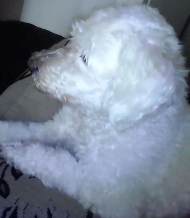 Cachorro ra a Poodle idade 6 ou mais anos nome Tammy