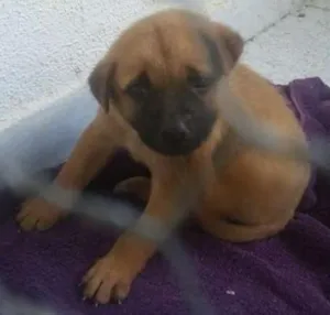 Cachorro raça SRD idade Abaixo de 2 meses nome Bela