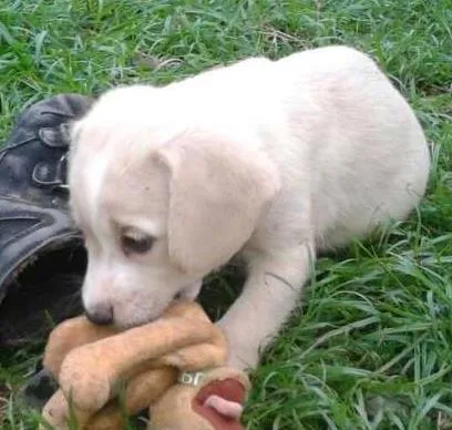 Cachorro ra a Mestiça idade Abaixo de 2 meses nome Indefinido
