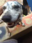 Luna e Leão
