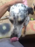 Luna e Leão