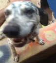 Luna e Leão