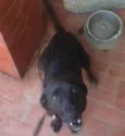 Luna e Leão