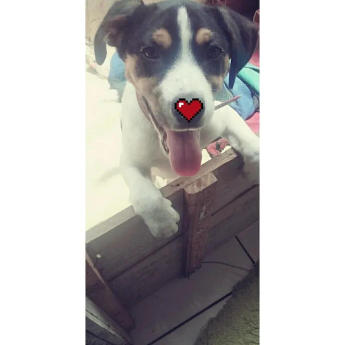 Cachorro ra a mistura idade 2 a 6 meses nome Duque