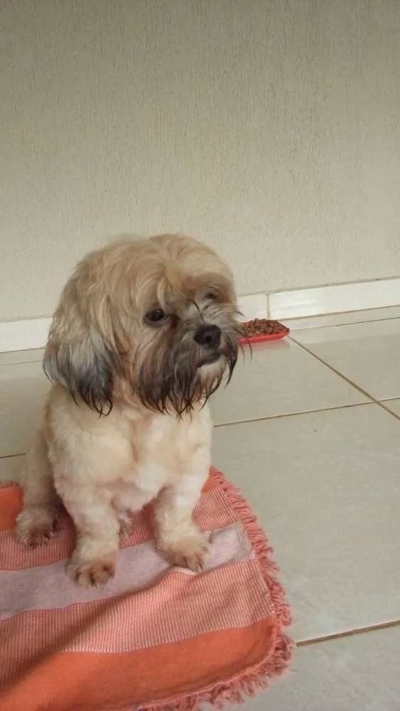 Cachorro ra a Shi tzu idade 2 anos nome Não sei