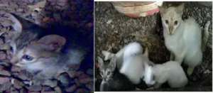 Gato raça Vira lata idade 2 a 6 meses nome Vários