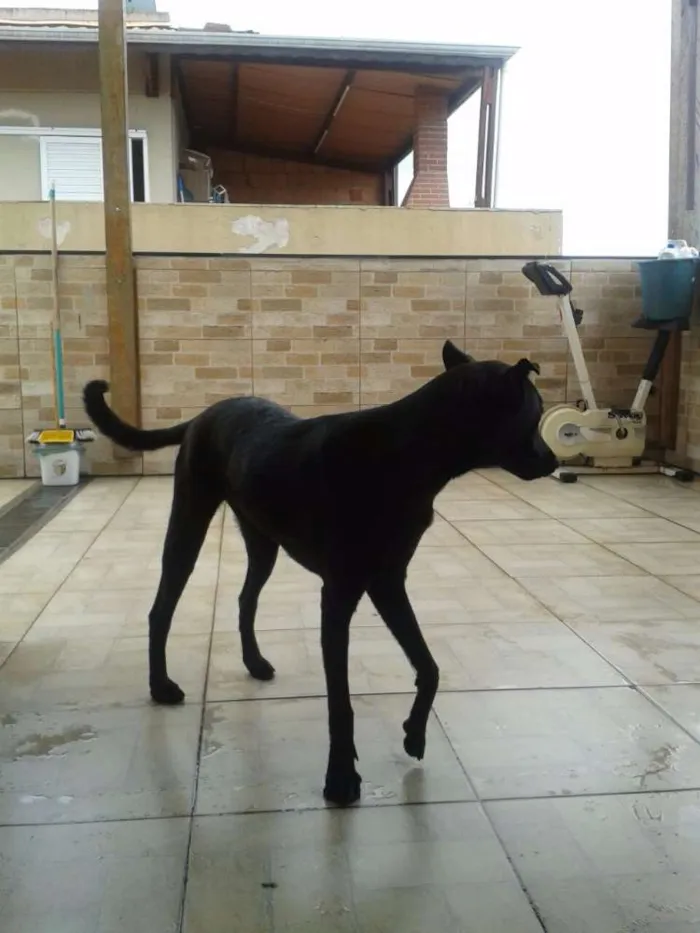 Cachorro ra a Indefinida idade 7 a 11 meses nome Suzi