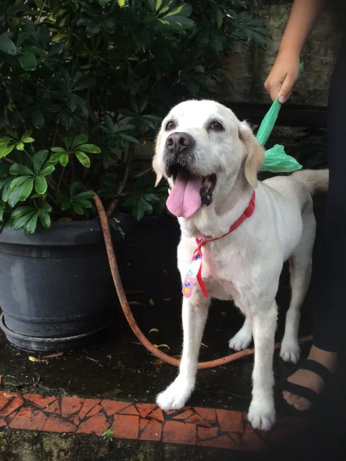 Cachorro ra a Mestiço de Labrador idade 6 ou mais anos nome Milu