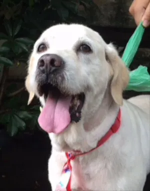 Cachorro raça Mestiço de Labrador idade 6 ou mais anos nome Milu