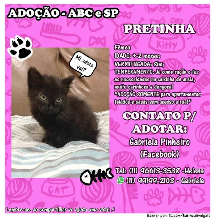Gato ra a  idade Abaixo de 2 meses nome O dono escolhe