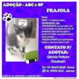 O dono escolhe
