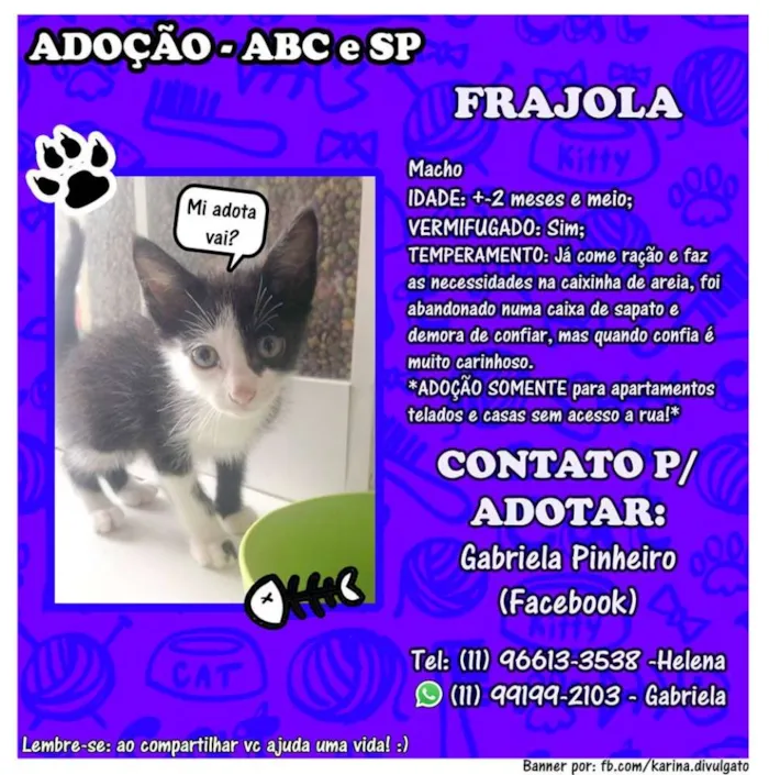 Gato ra a  idade 2 a 6 meses nome O dono escolhe