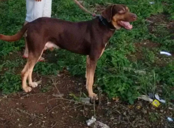Cachorro ra a labrador idade 2 anos nome scooby-doo