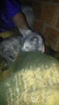 kitty