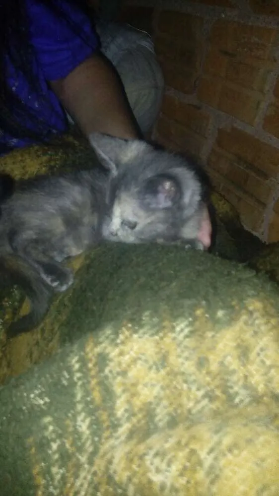 Gato ra a  idade  nome kitty
