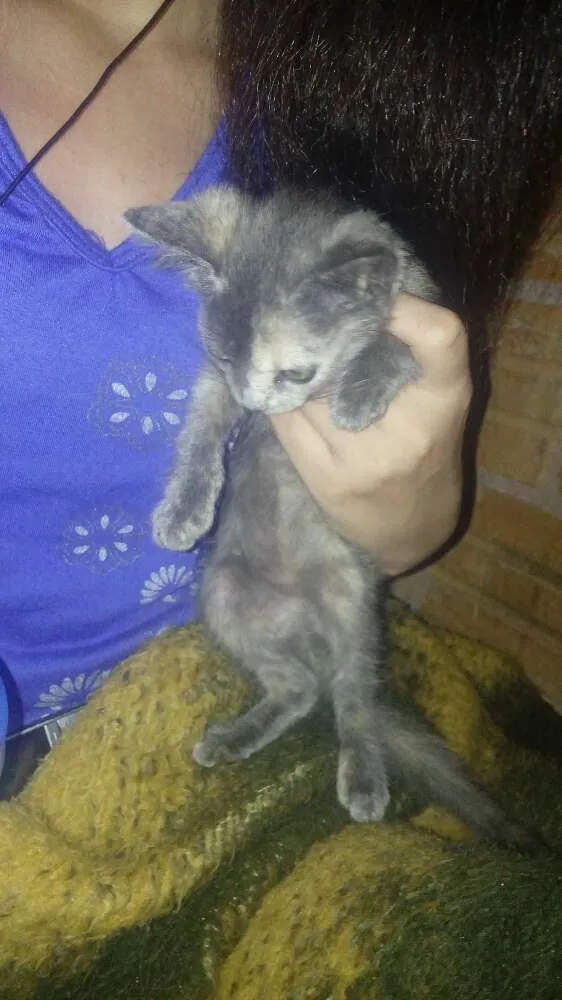 Gato ra a  idade  nome kitty