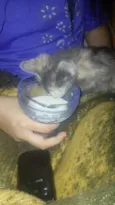 kitty