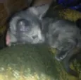 kitty