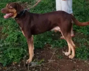 Cachorro raça labrador idade 2 anos nome scooby-doo