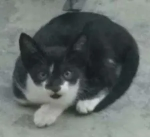 Gato raça  idade 2 a 6 meses nome Gato