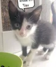 O dono escolhe