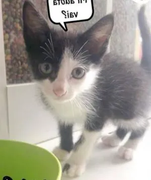 Gato raça  idade 2 a 6 meses nome O dono escolhe