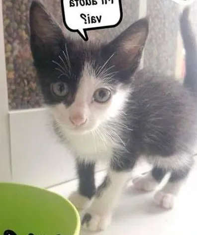 Gato ra a  idade 2 a 6 meses nome O dono escolhe