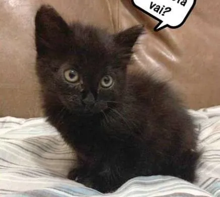Gato ra a  idade Abaixo de 2 meses nome O dono escolhe