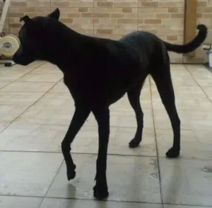 Cachorro raça Indefinida idade 7 a 11 meses nome Suzi