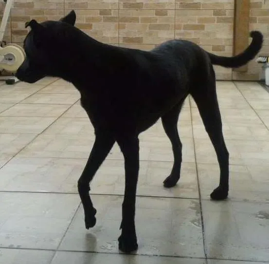 Cachorro ra a Indefinida idade 7 a 11 meses nome Suzi