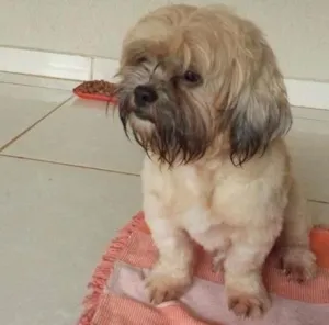 Cachorro raça Shi tzu idade 2 anos nome Não sei