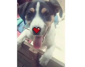 Cachorro raça mistura idade 2 a 6 meses nome Duque