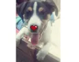 Duque
