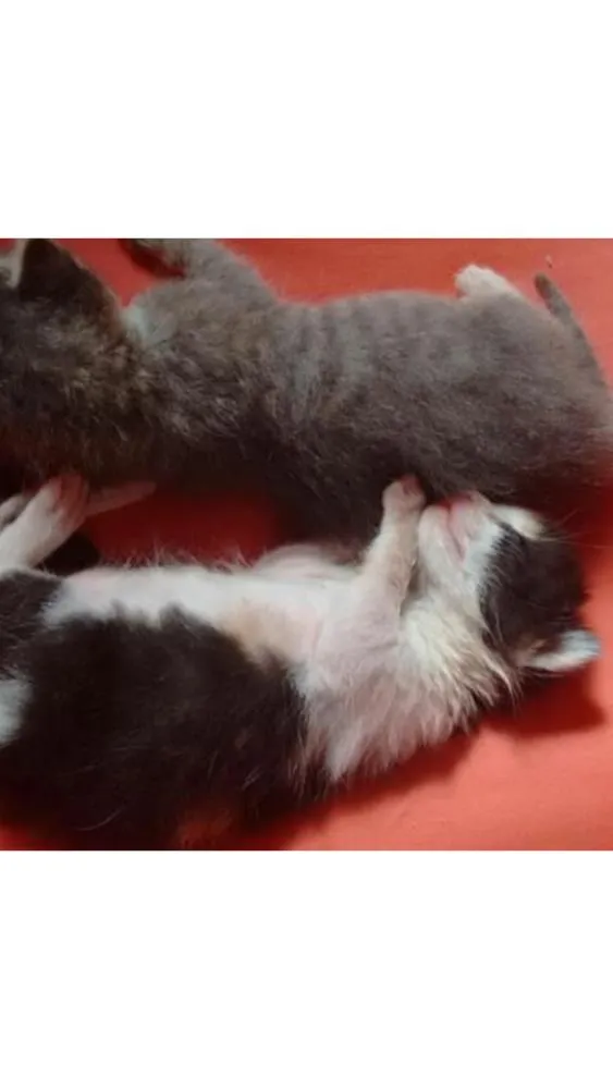 Gato ra a SRD idade Abaixo de 2 meses nome Justa e Constantina
