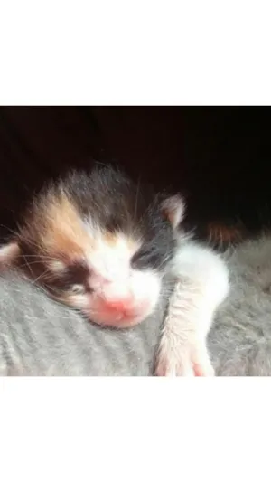 Gato raça SRD idade Abaixo de 2 meses nome Justa e Constantina