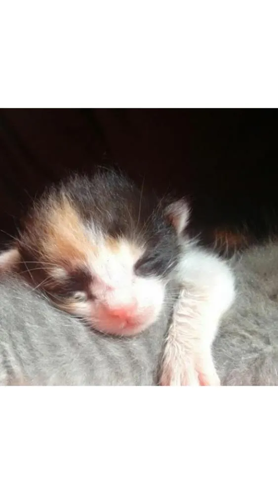 Gato ra a SRD idade Abaixo de 2 meses nome Justa e Constantina
